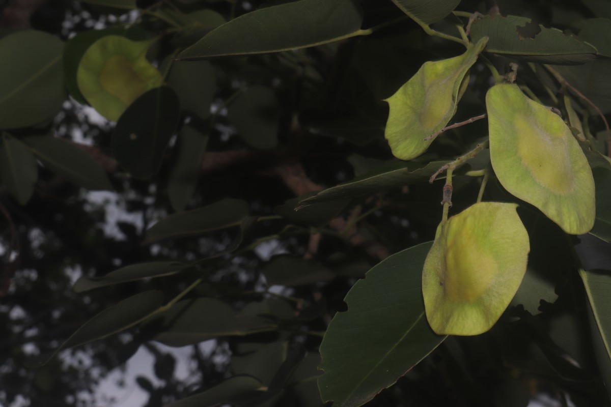 Pterocarpus santalinus L.f.